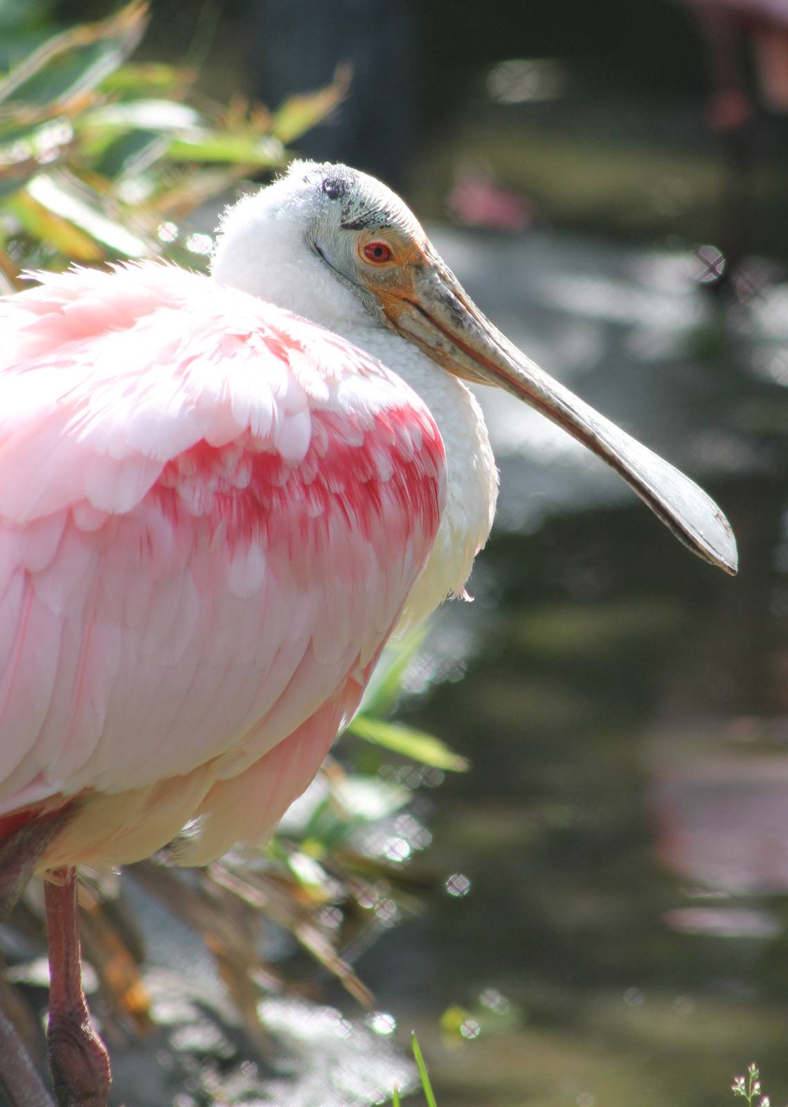Roseate spoonbill