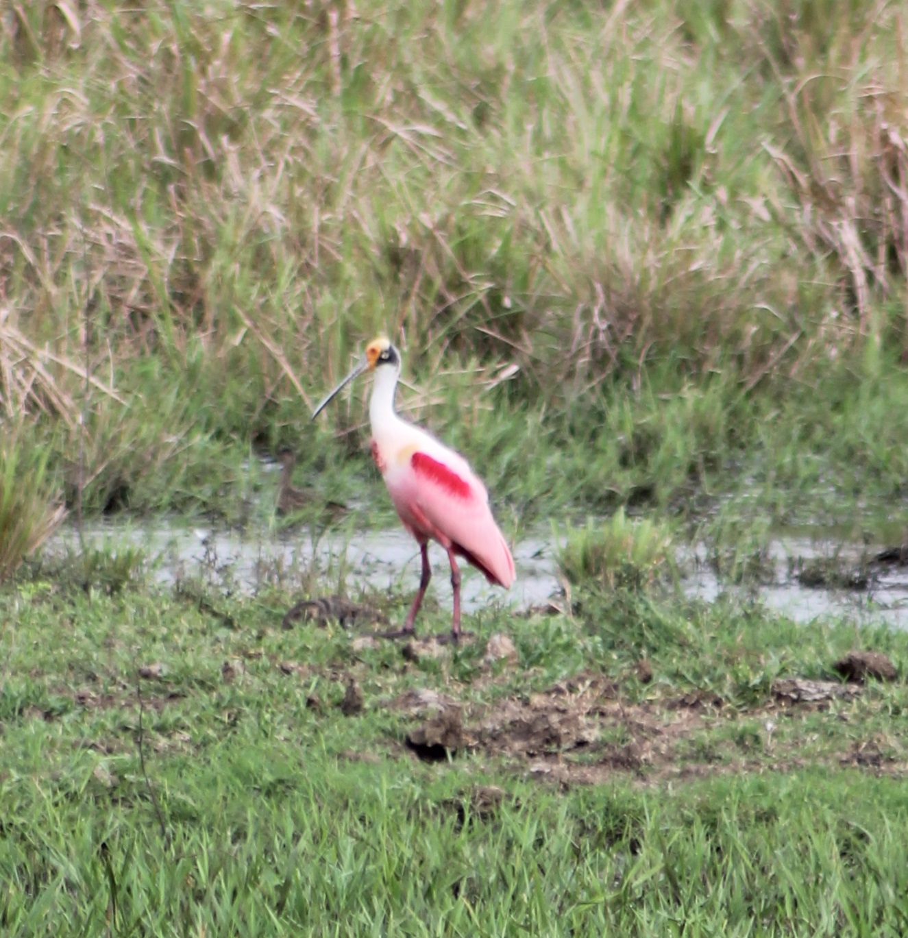 Roseate spoonbill