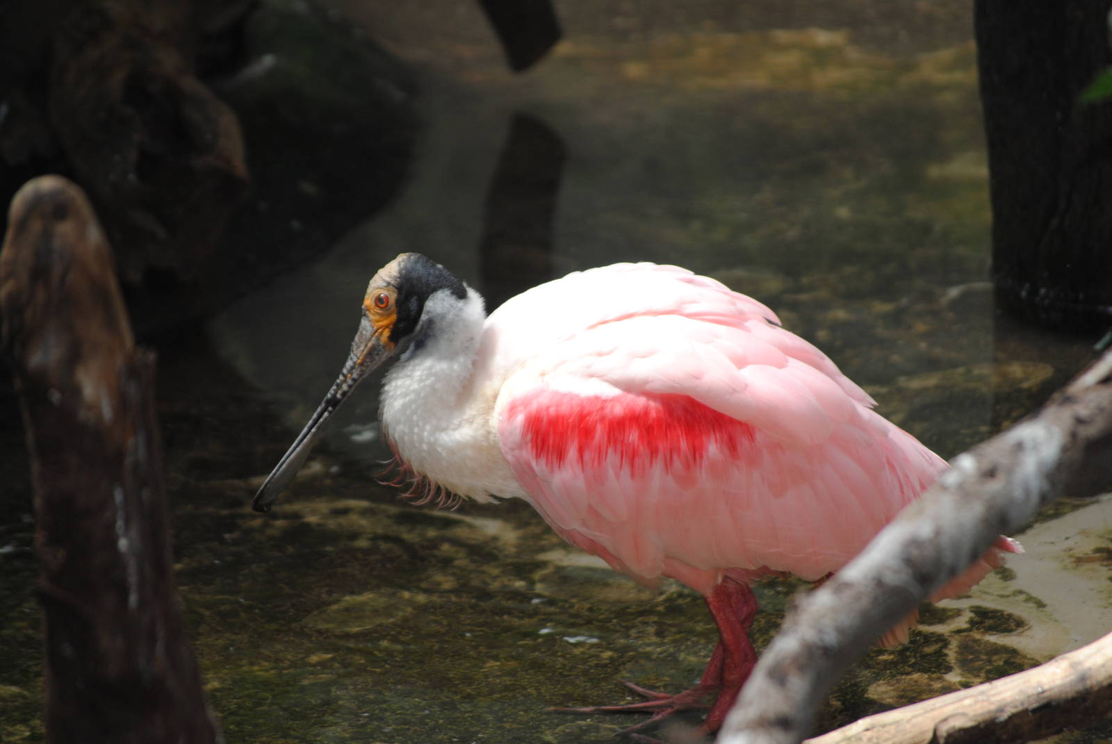 Roseate Spoonbill