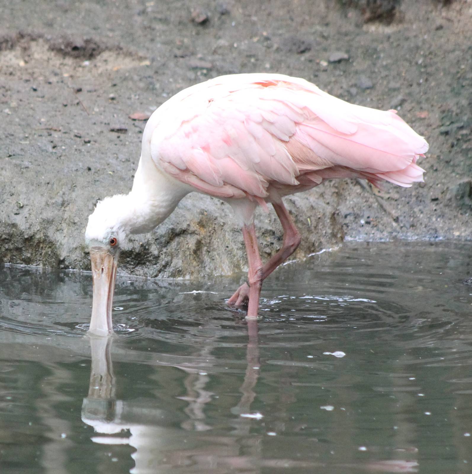 Roseate spoonbill