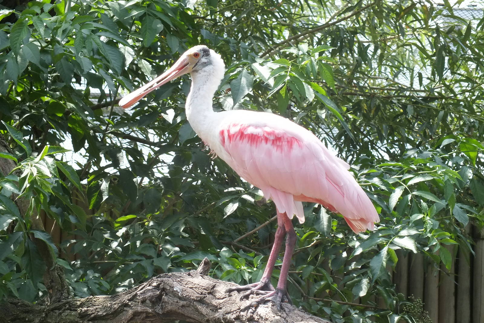 Roseate Spoonbill