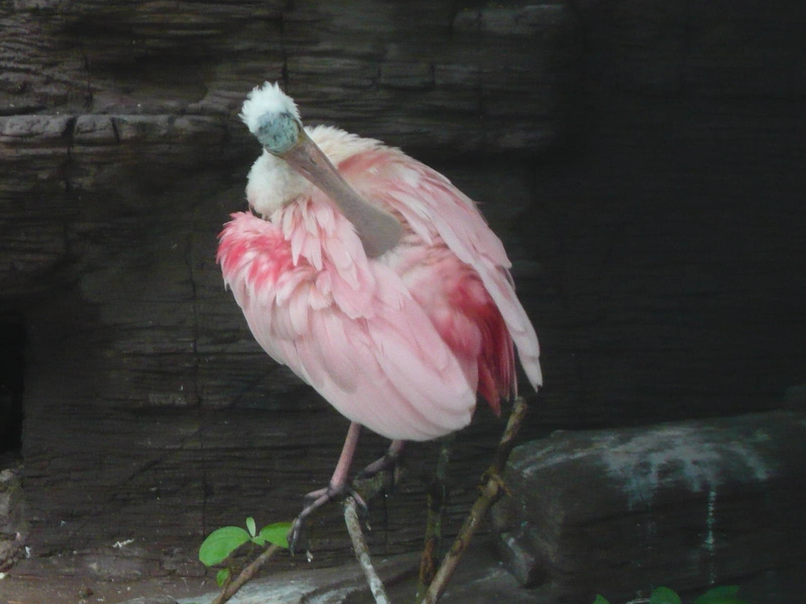 Roseate spoonbill