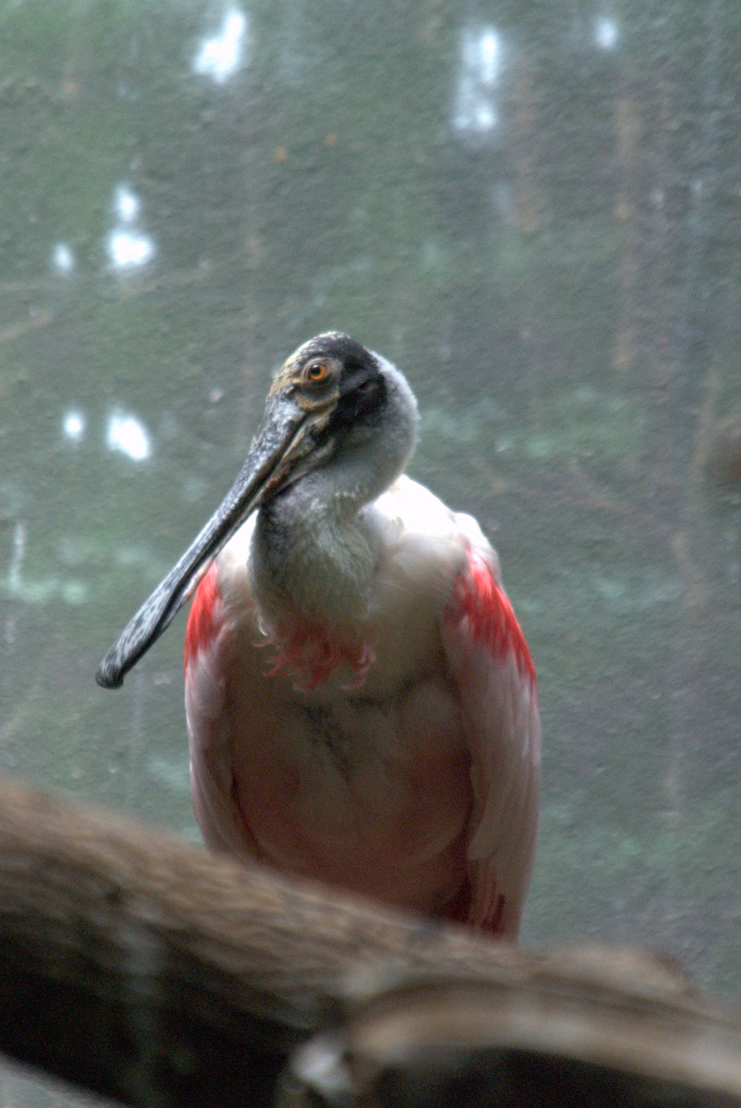 Roseate Spoonbill
