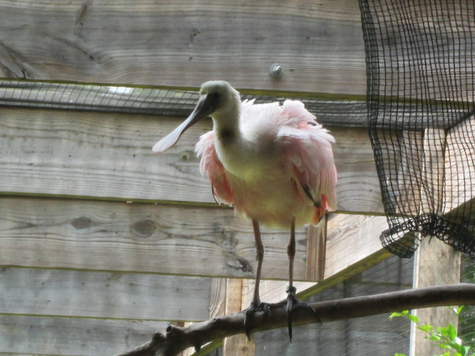 Roseate Spoonbill