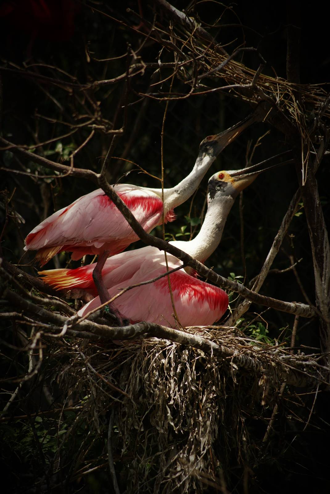Roseate spoonbill