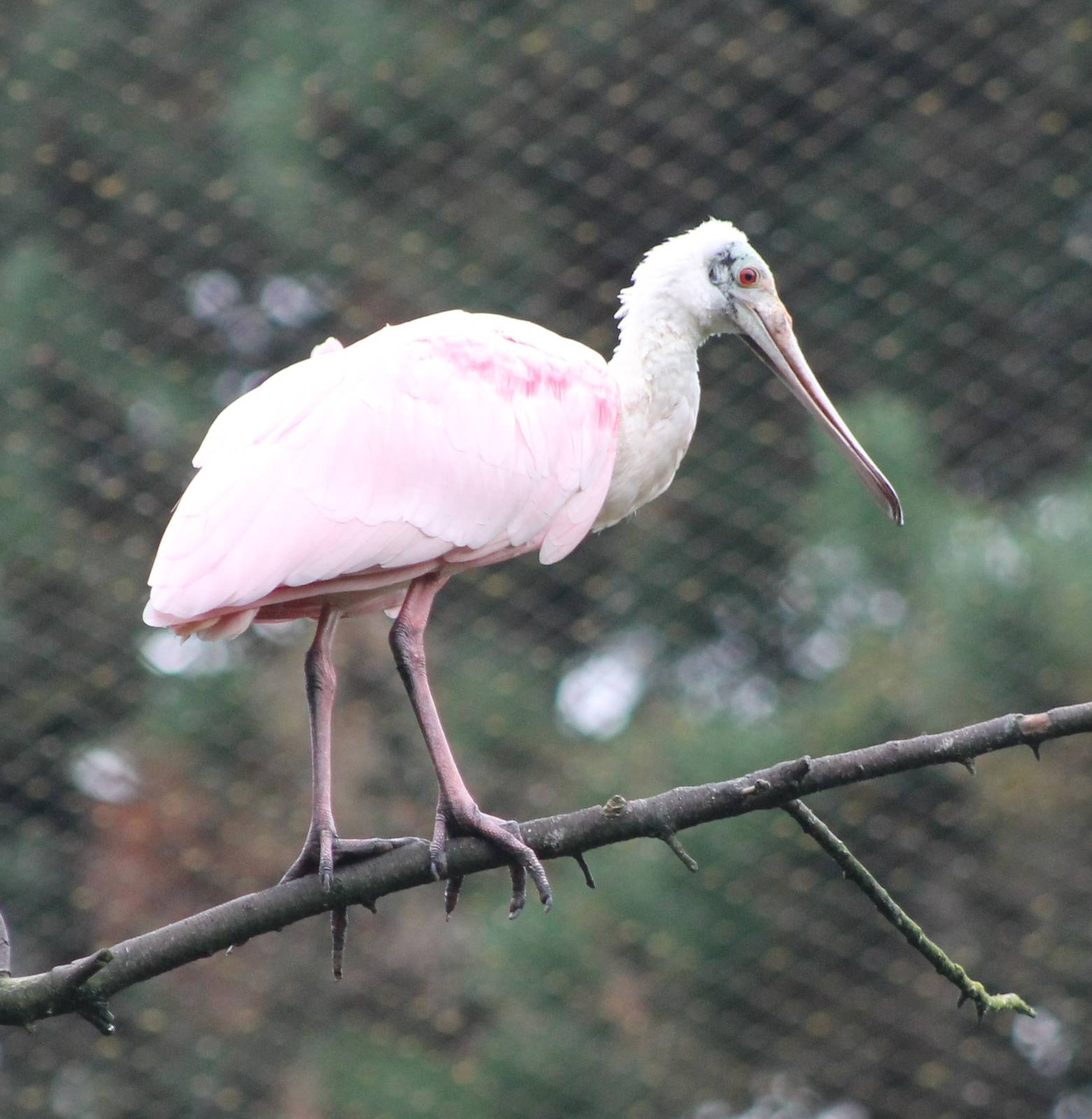 Roseate spoonbill