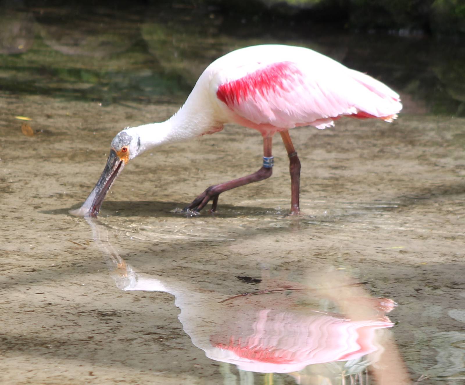 Roseate spoonbill