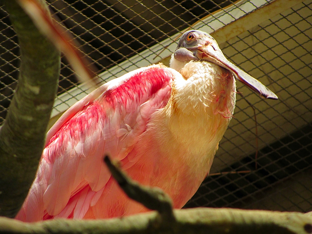 Roseate Spoonbill