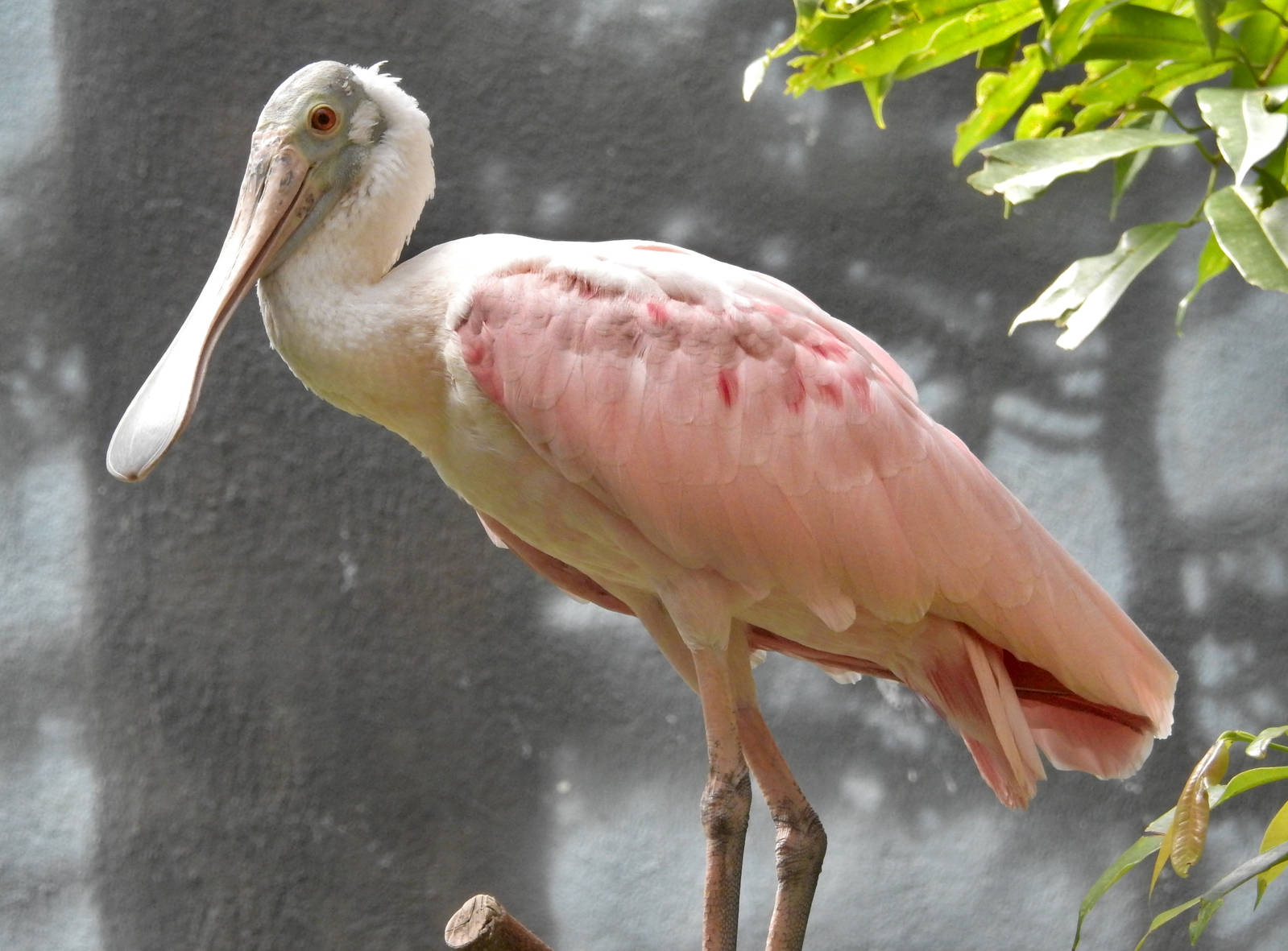 Roseate Spoonbill