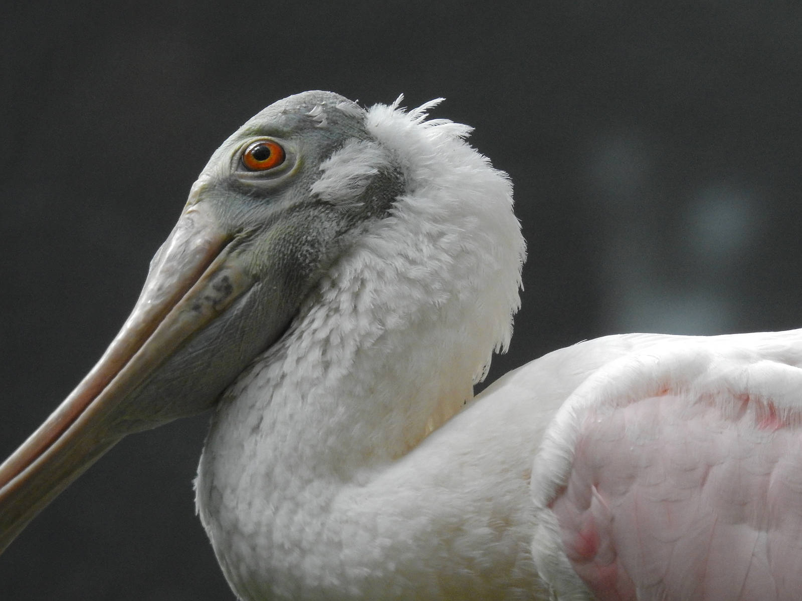 Roseate Spoonbill