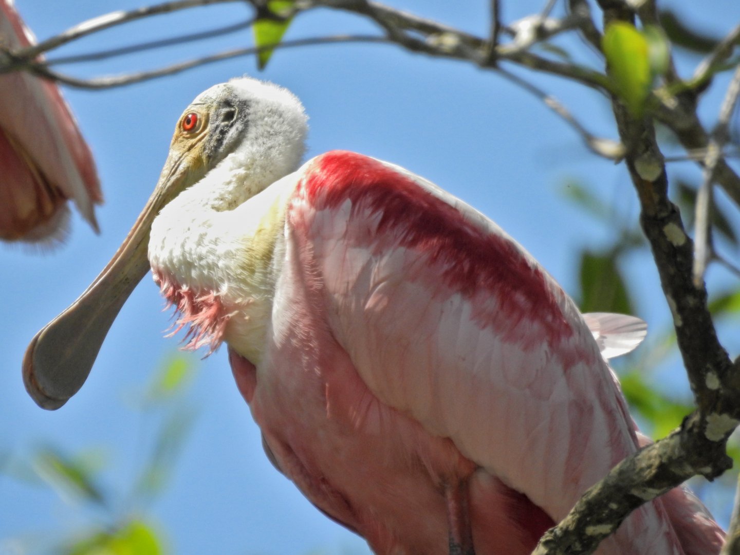 Roseate Spoonbill