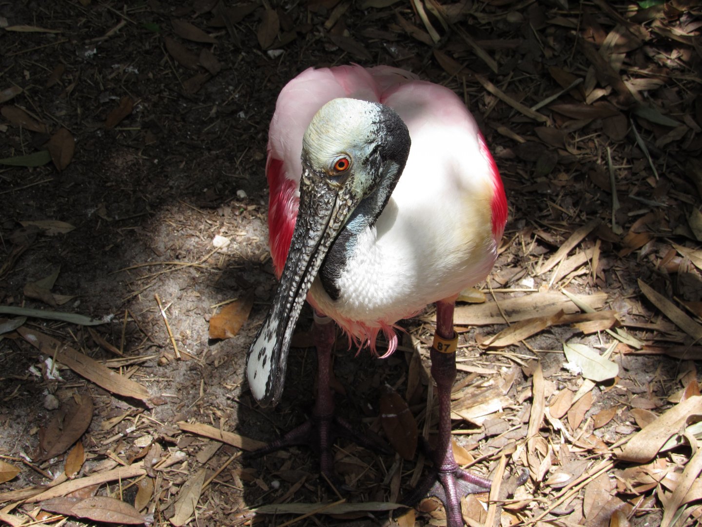 Roseate Spoonbill
