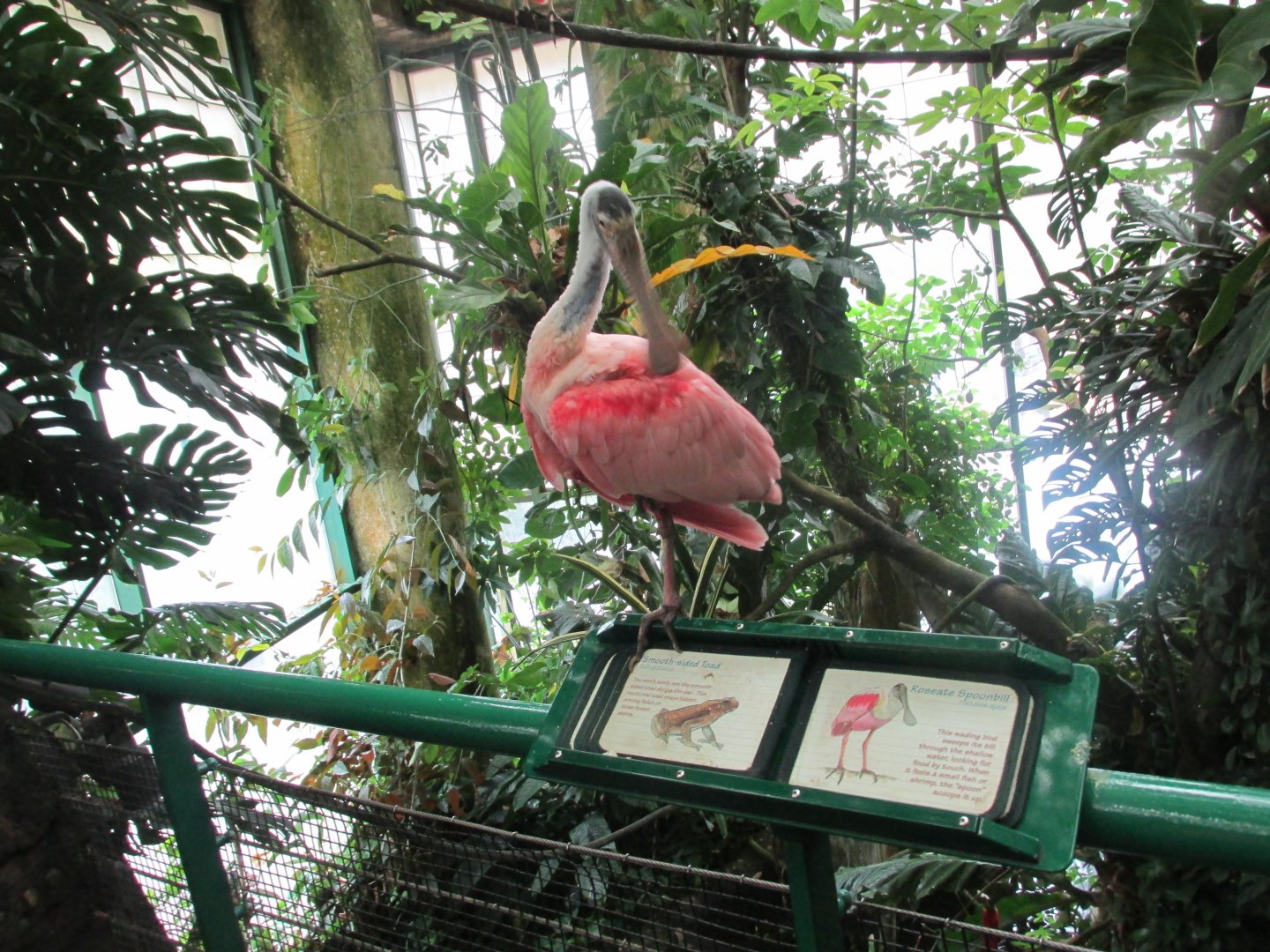 roseate spoonbill
