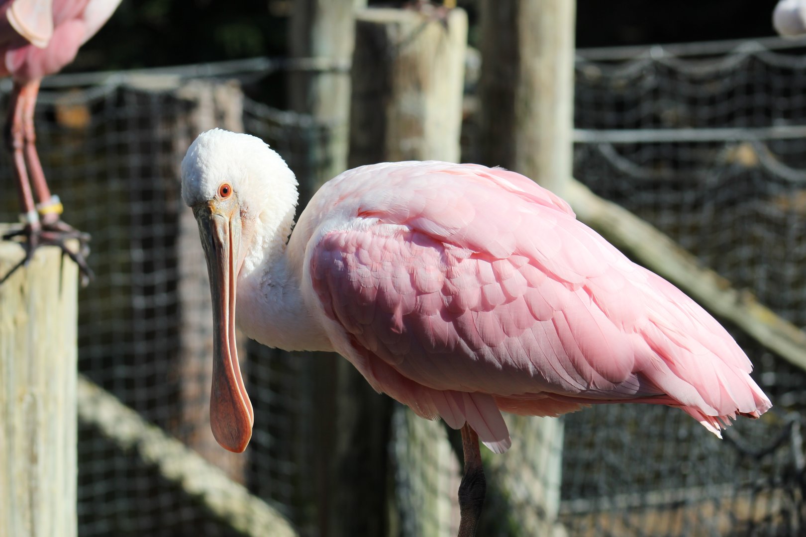 Roseate Spoonbill