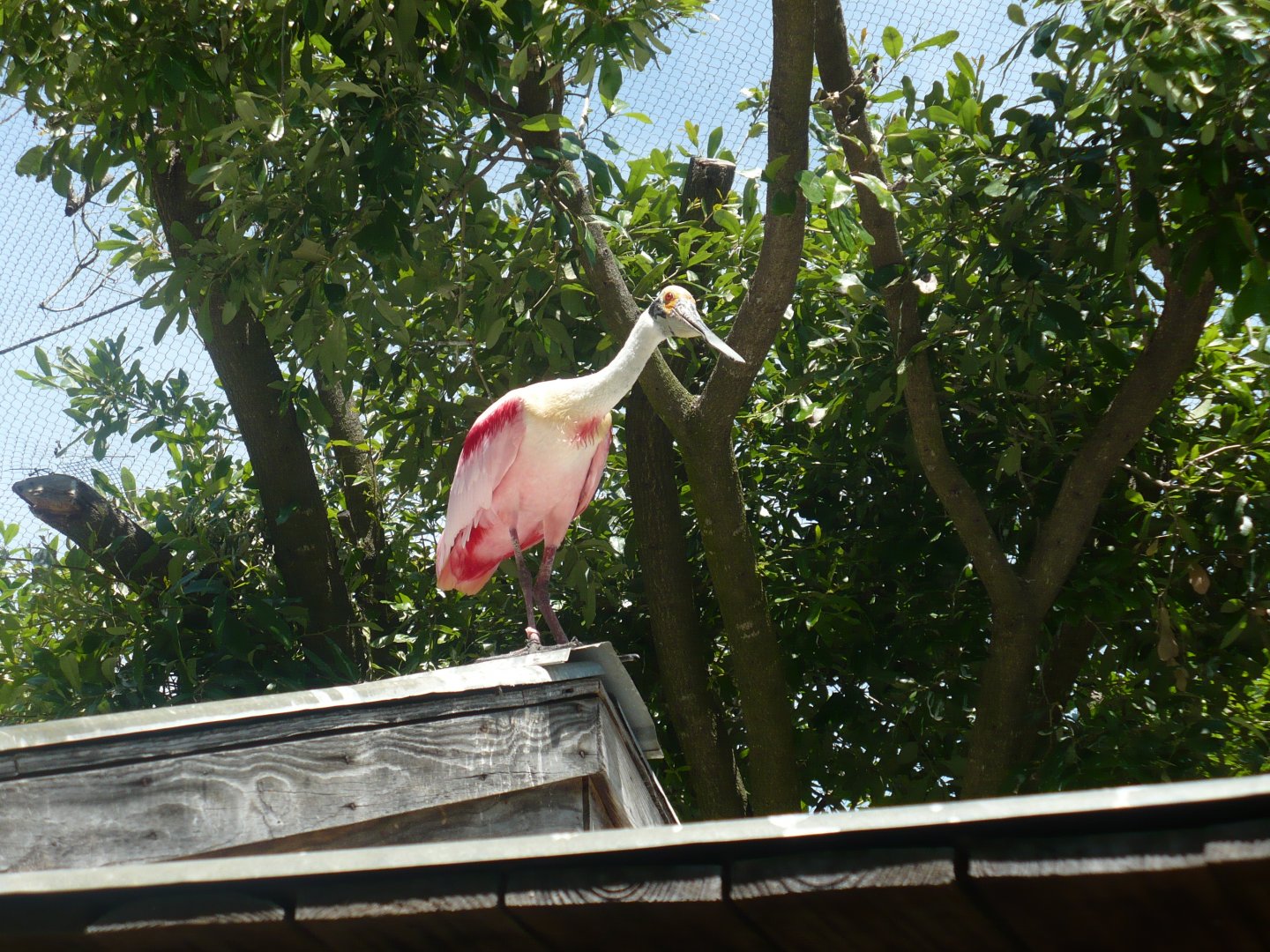 Roseate spoonbill