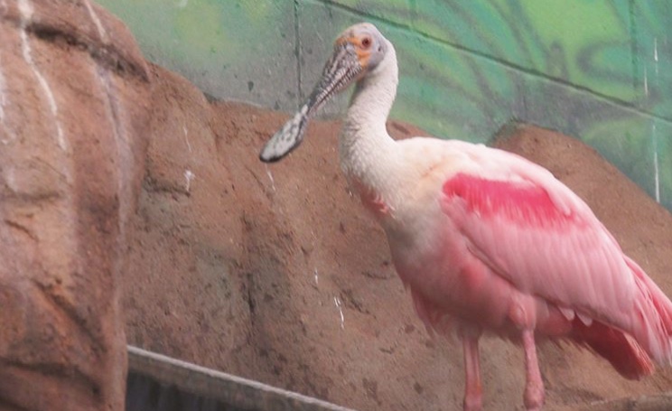 roseate spoonbill