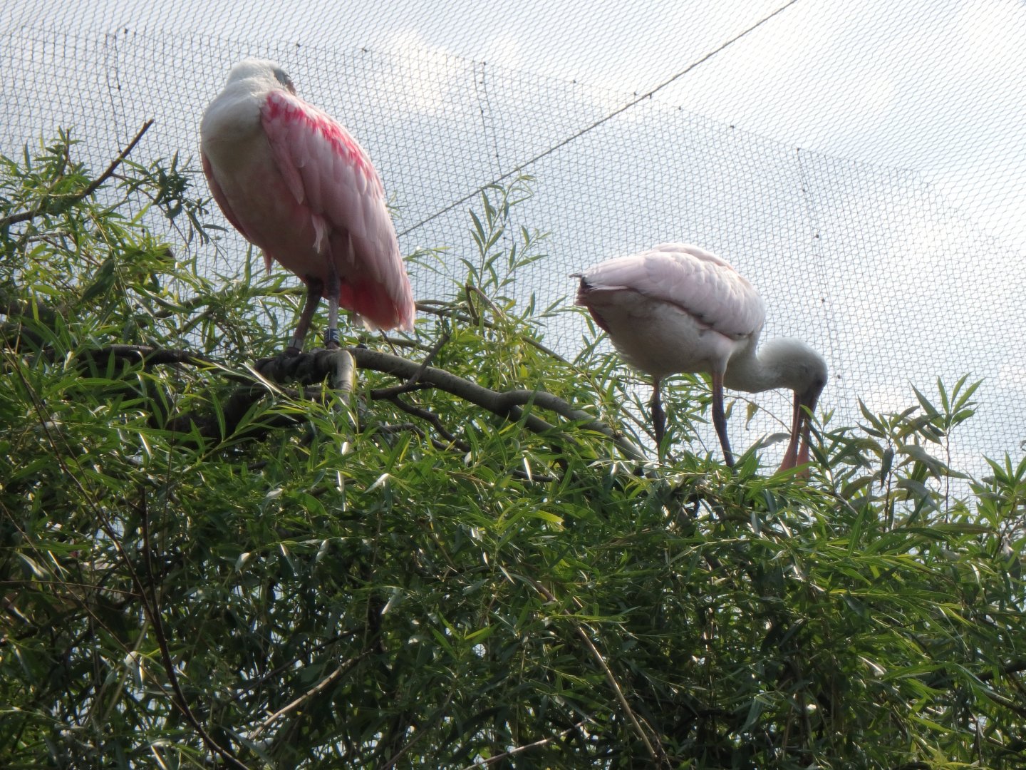 Roseate spoonbill