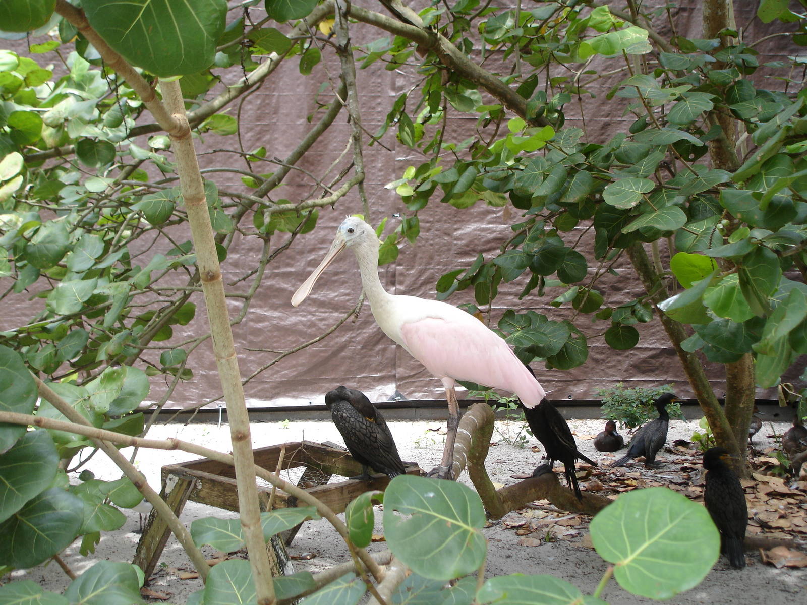 Roseate Spoonbill