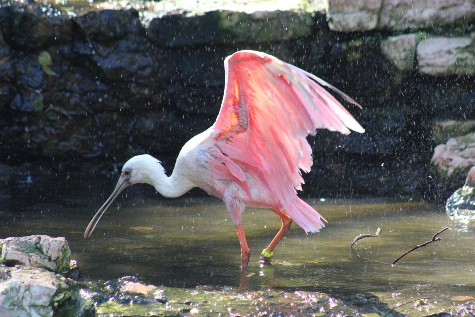 Roseate Spoonbill