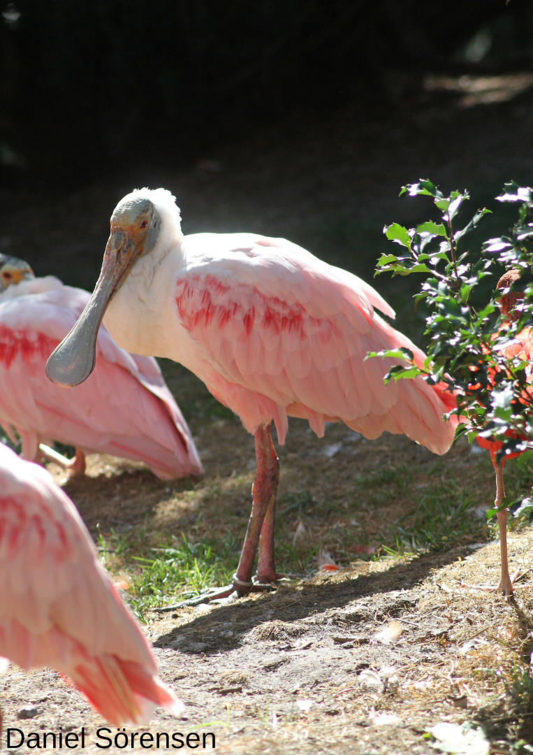 Roseate spoonbill