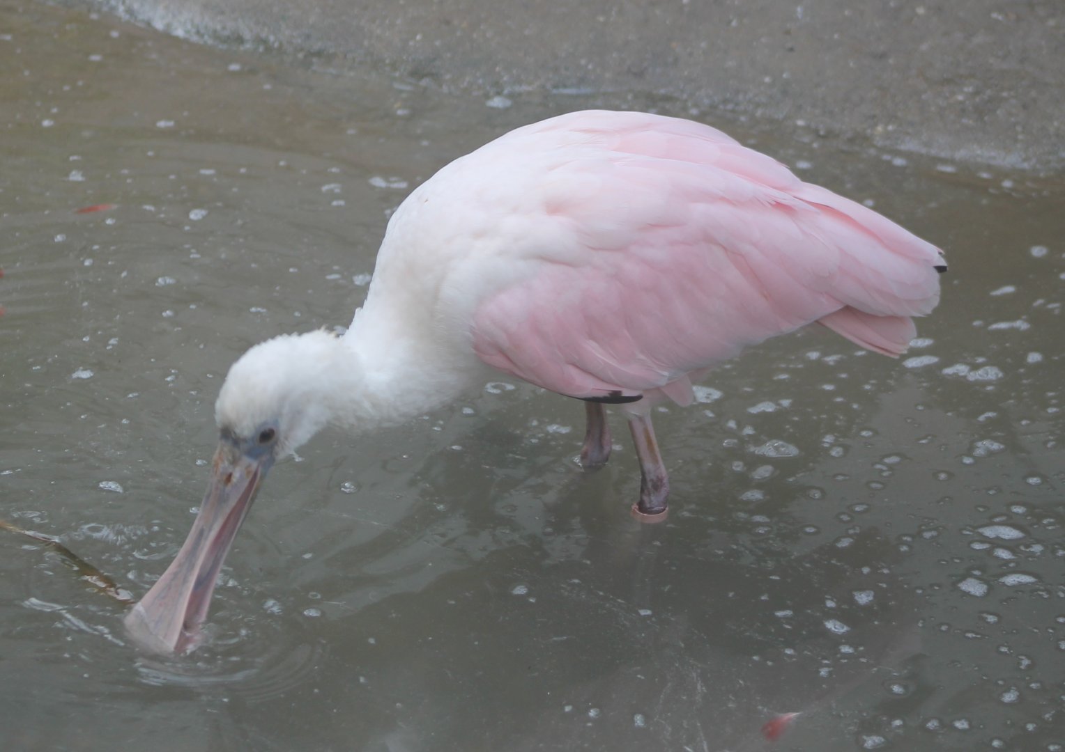 Roseate spoonbill