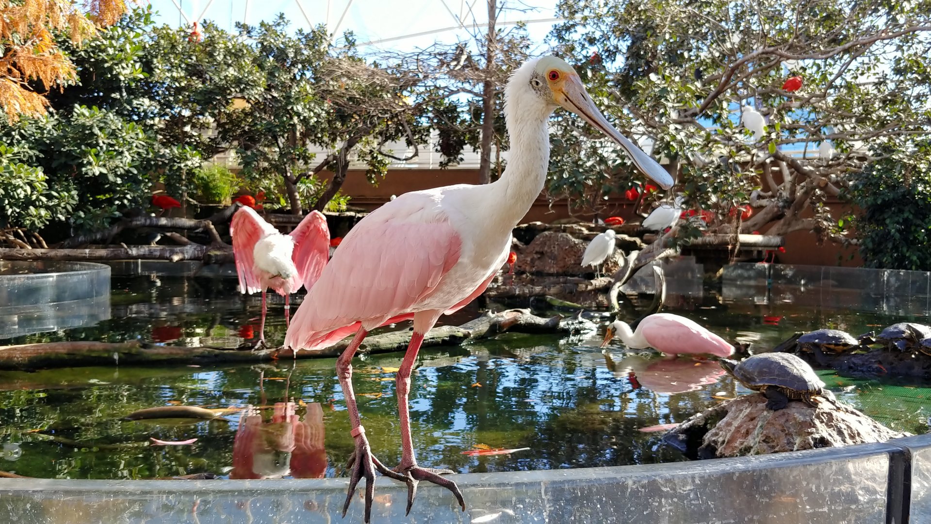 Roseate spoonbill