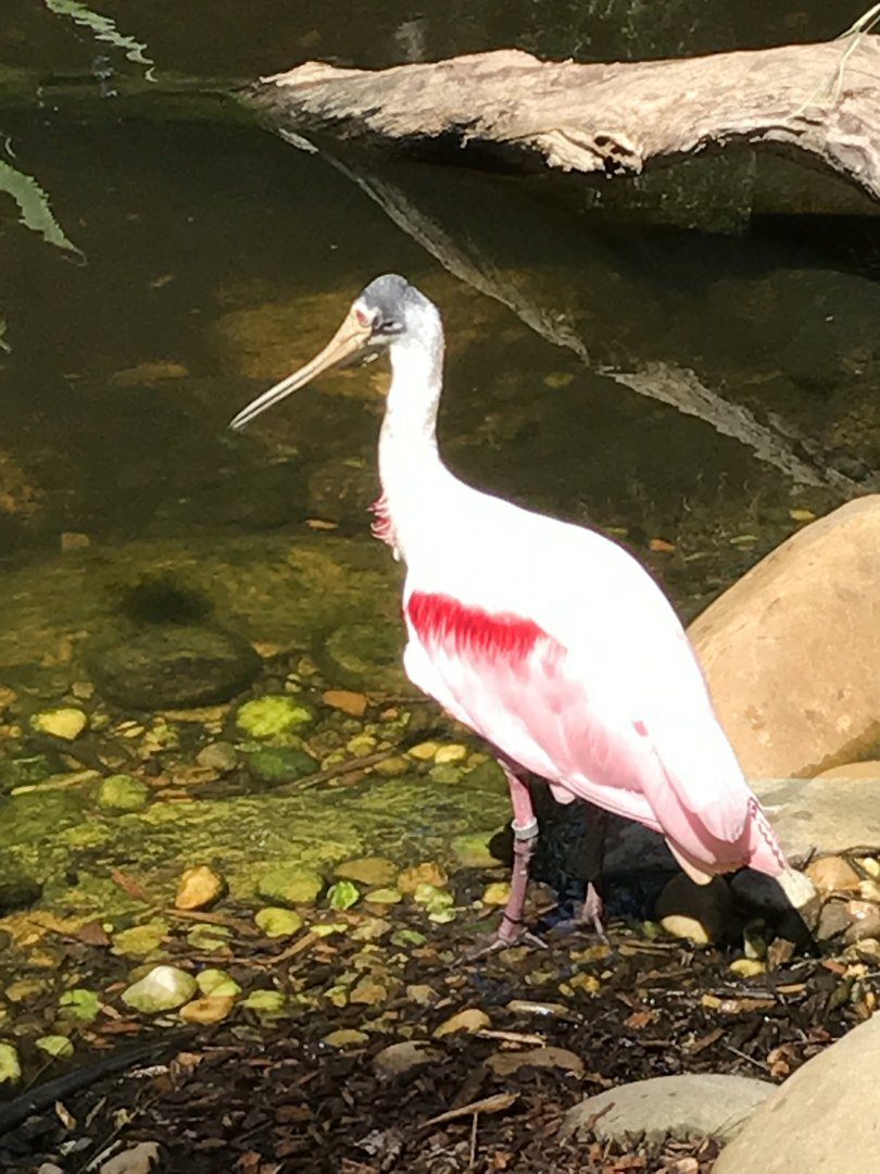 Roseate spoonbill