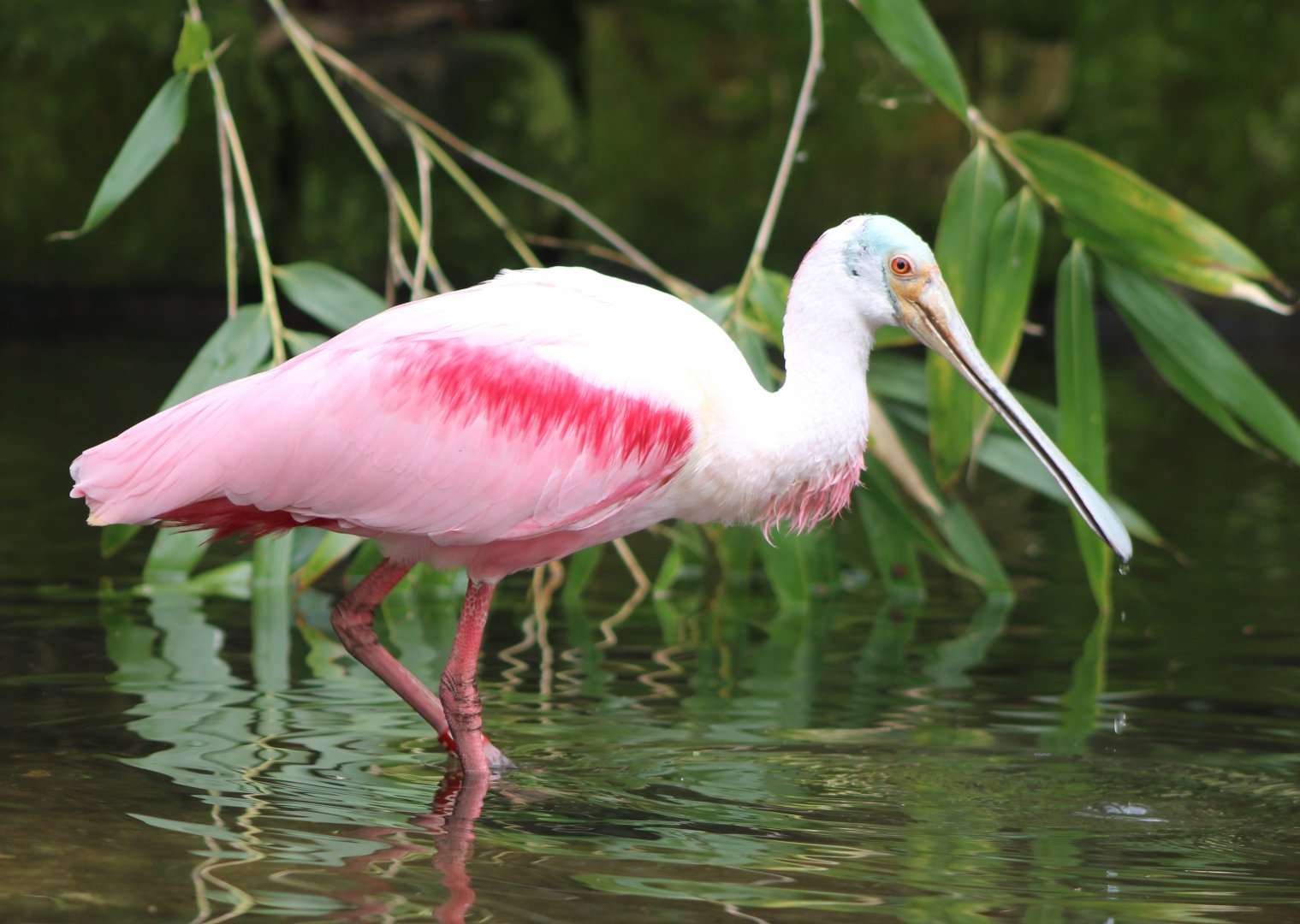 Roseate spoonbill