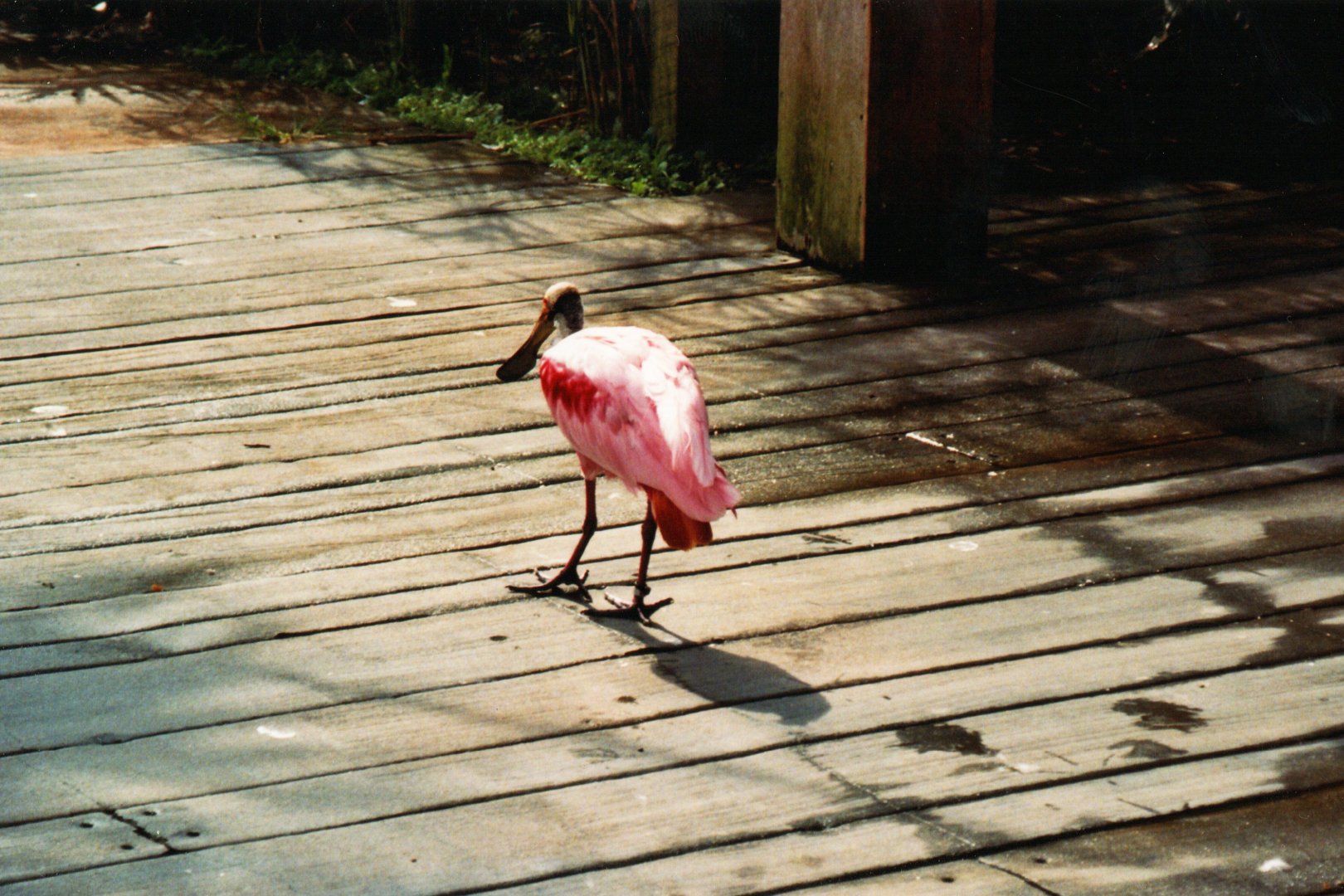 Roseate Spoonbill