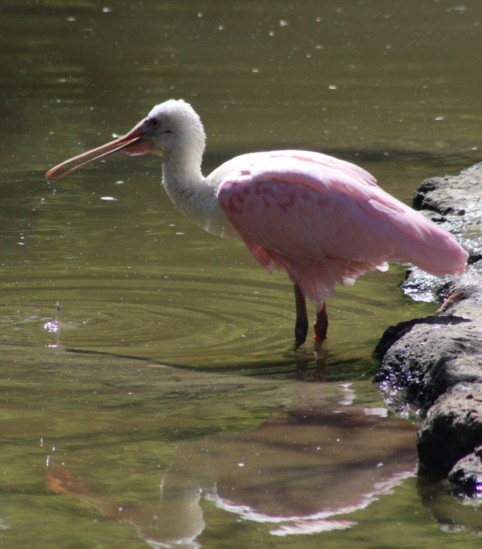 Roseate spoonbill