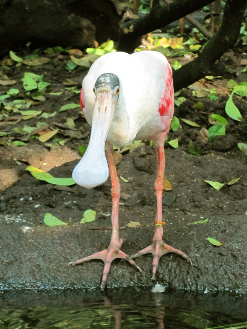 Roseate Spoonbill