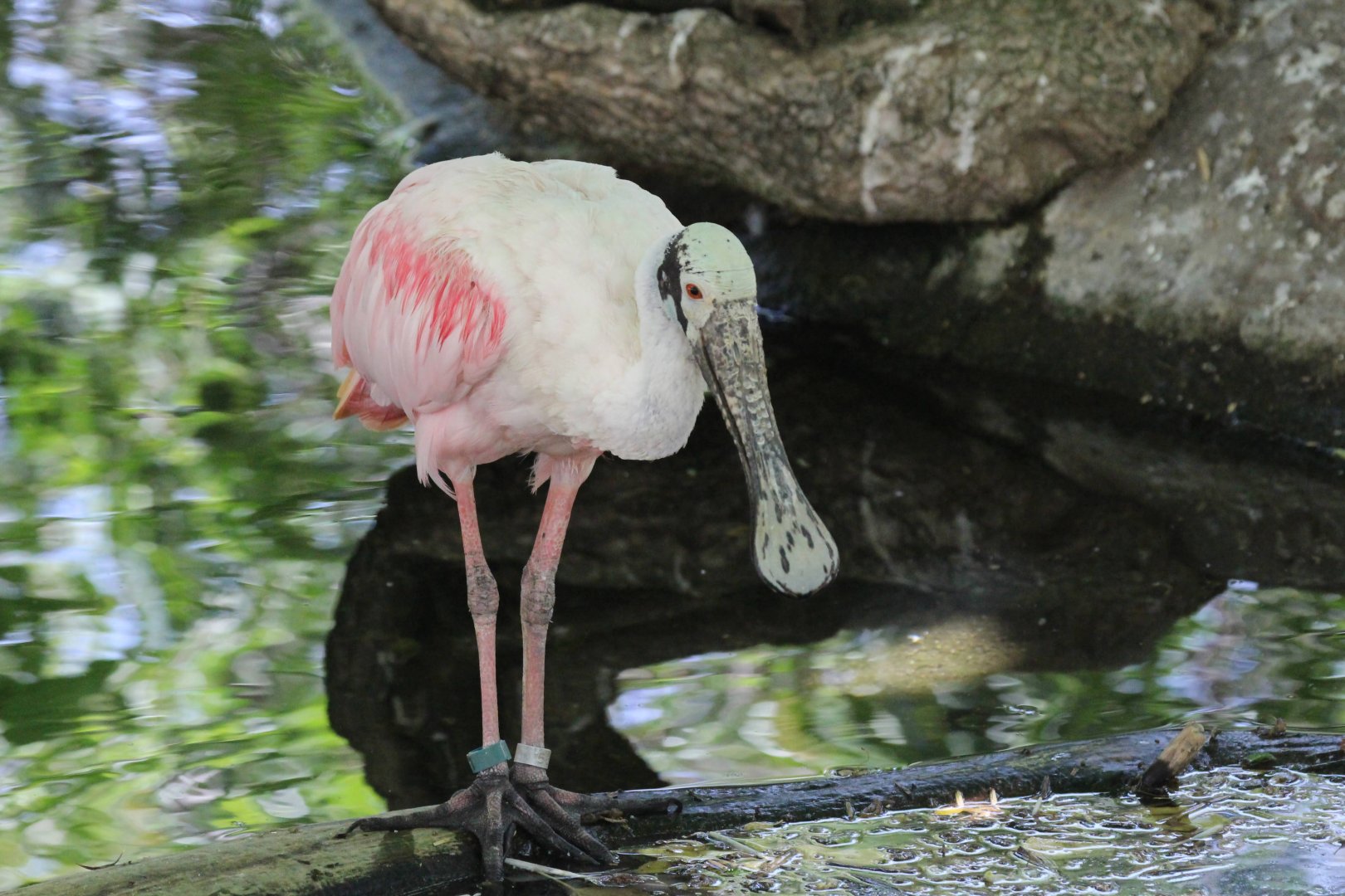 Roseate Spoonbill