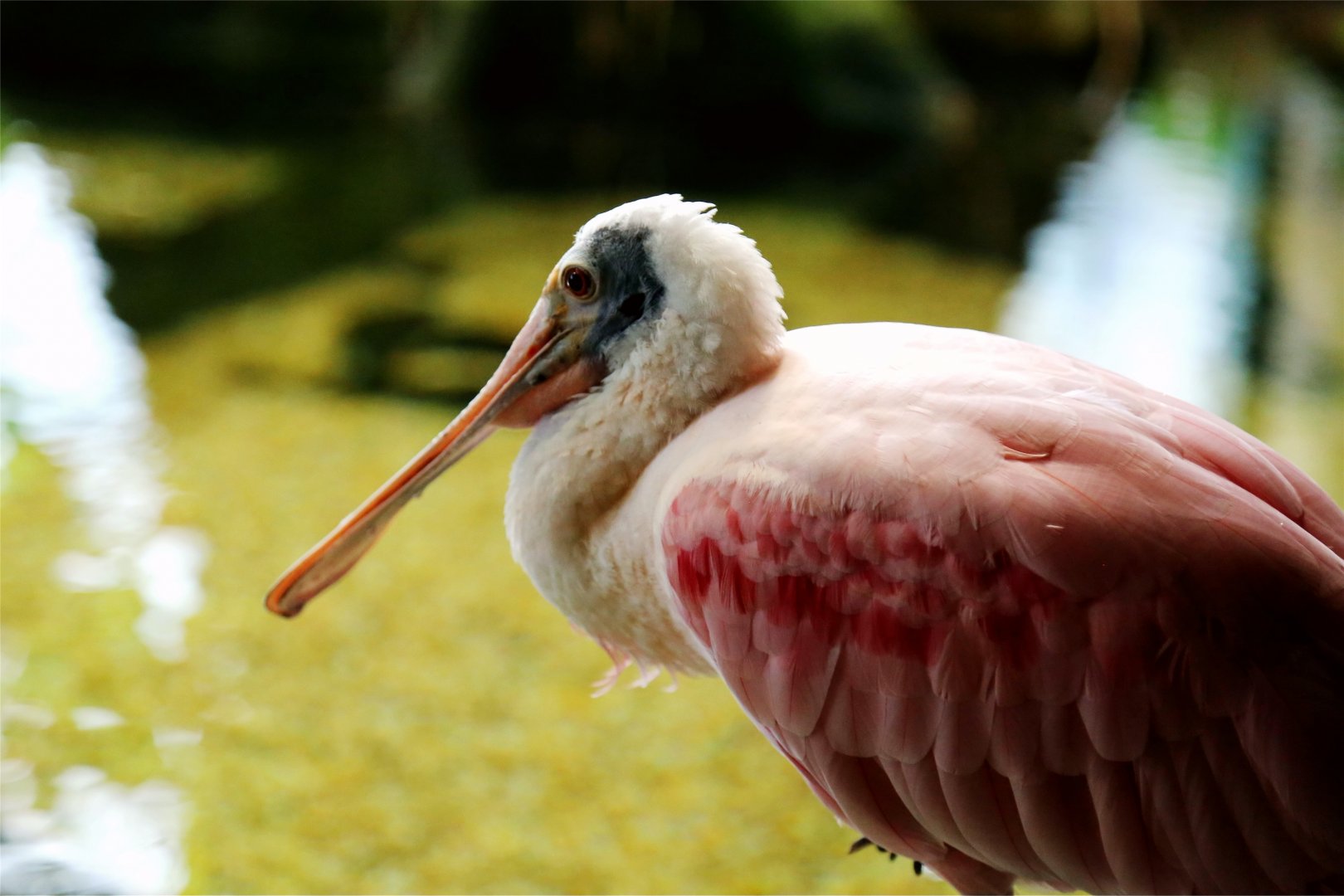 Roseate Spoonbill