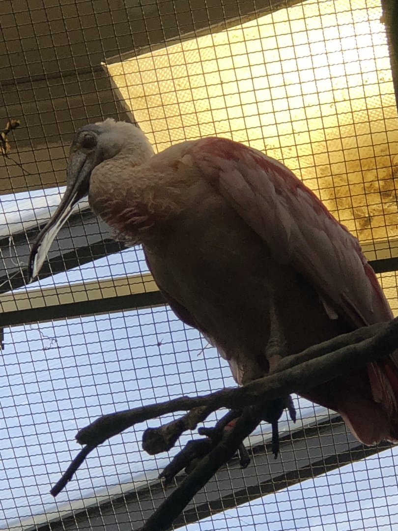 Roseate Spoonbill