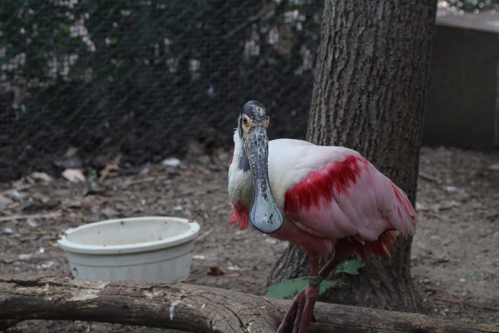Roseate Spoonbill