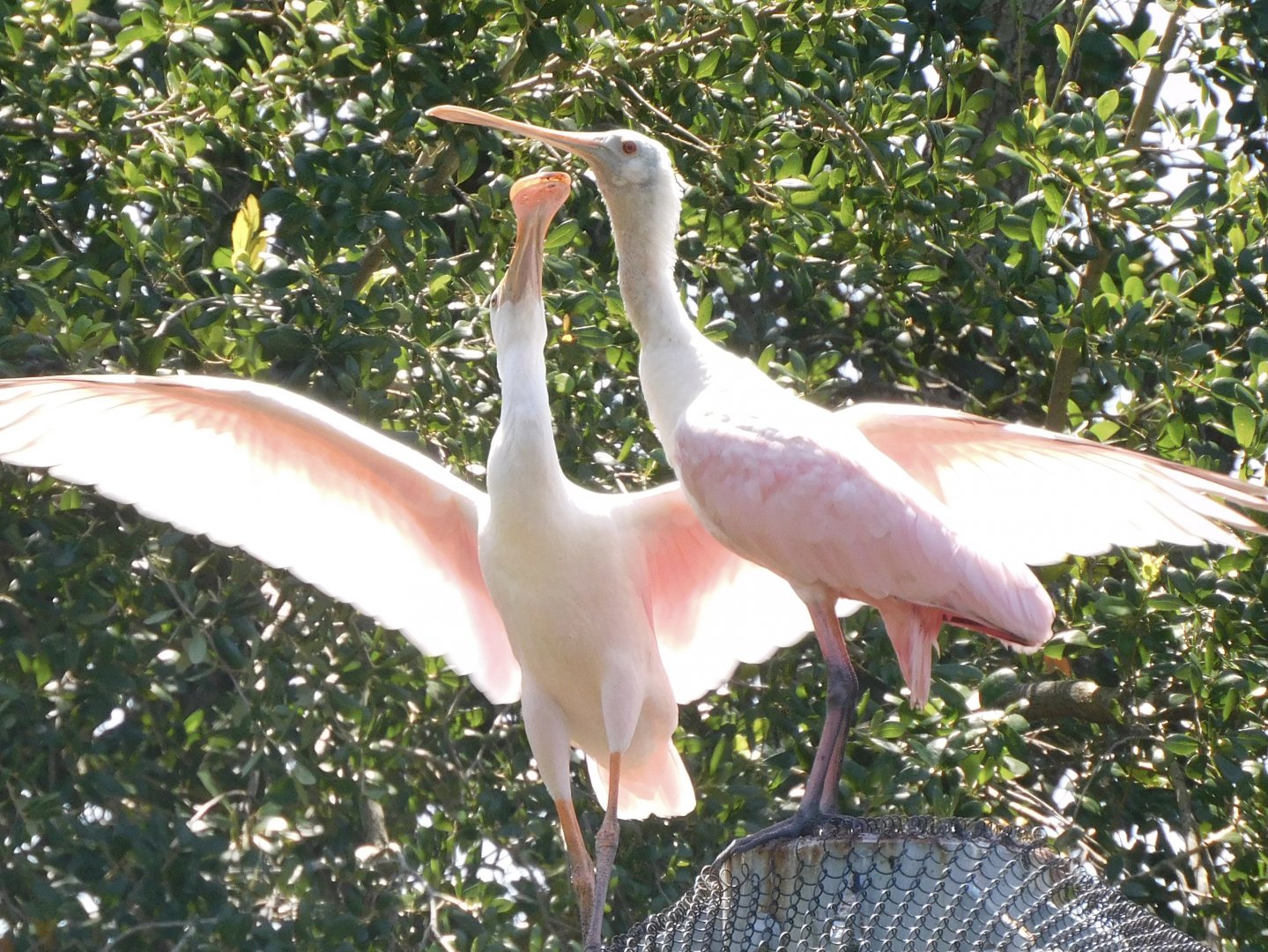 Roseate spoonbill