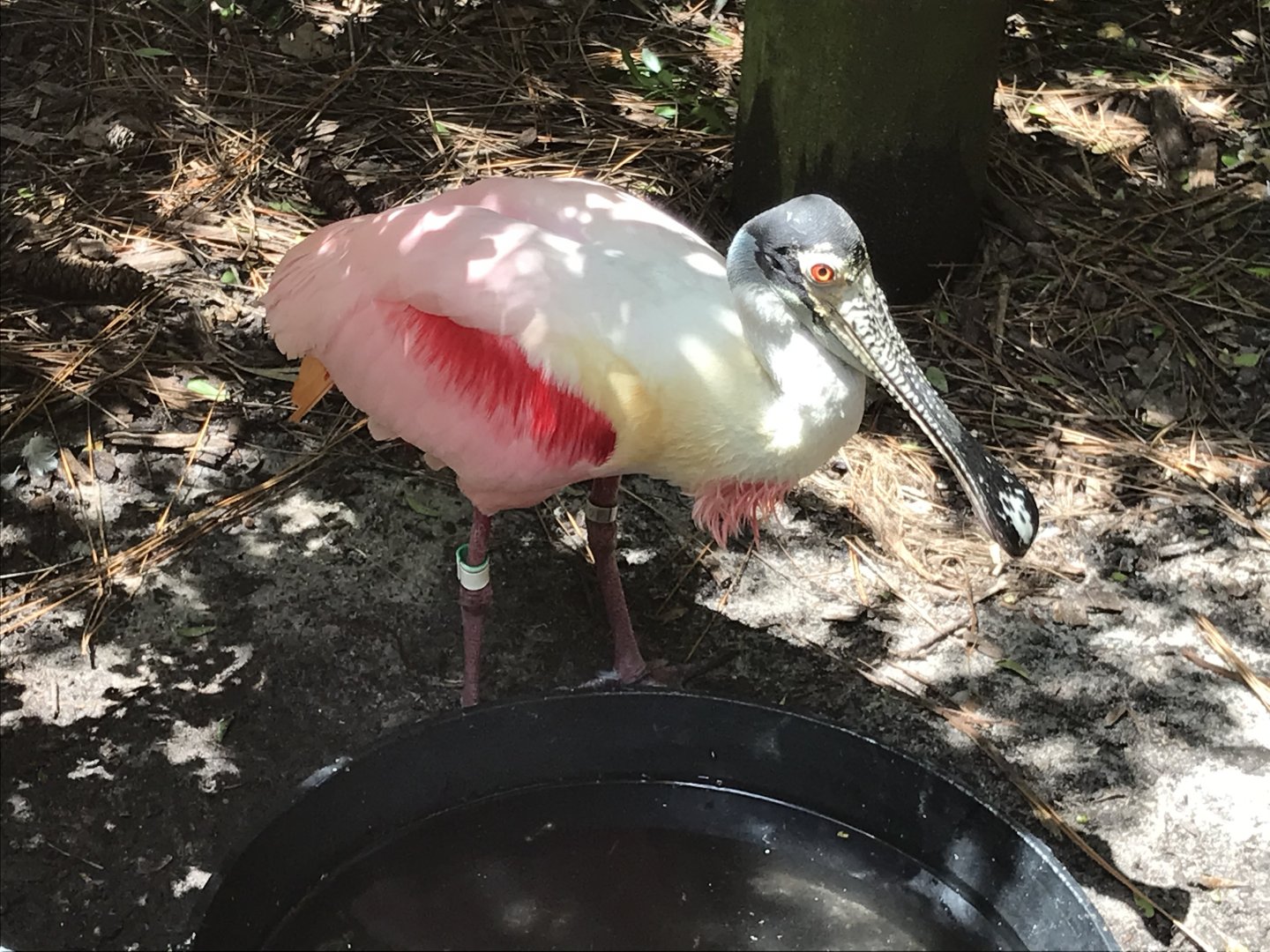 Roseate spoonbill