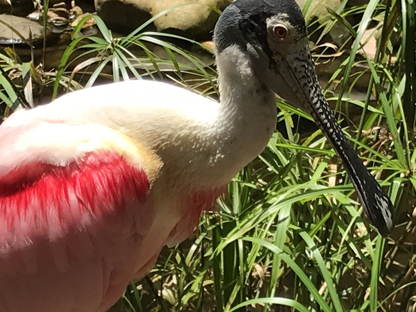 Roseate spoonbill
