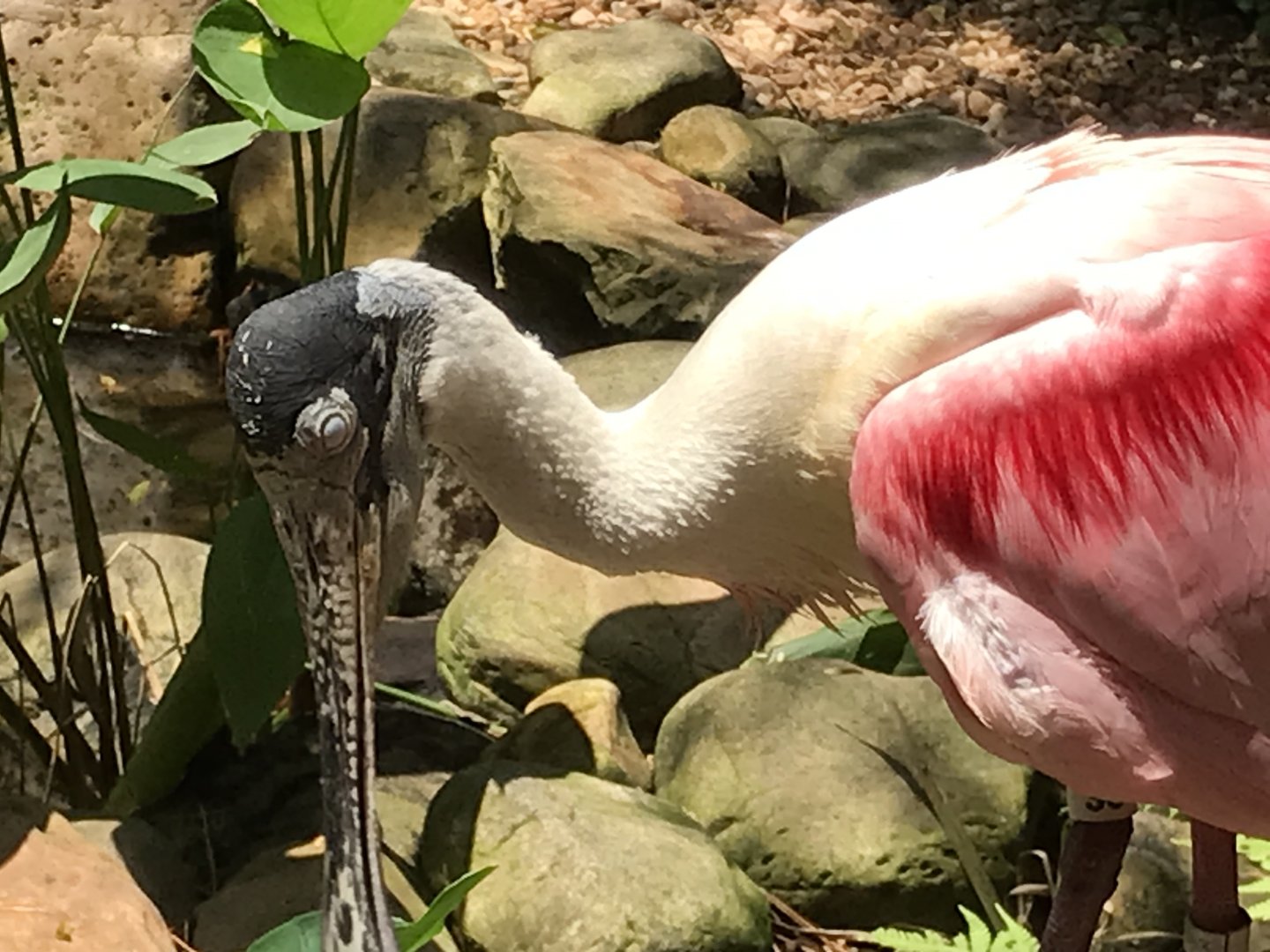 Roseate spoonbill