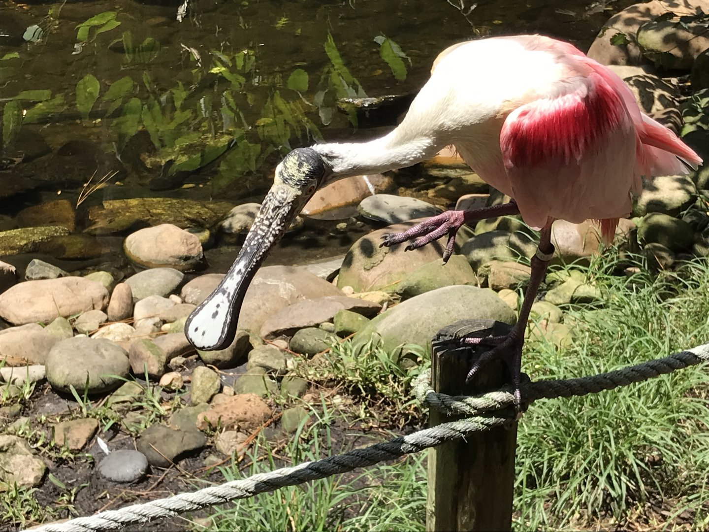 Roseate spoonbill