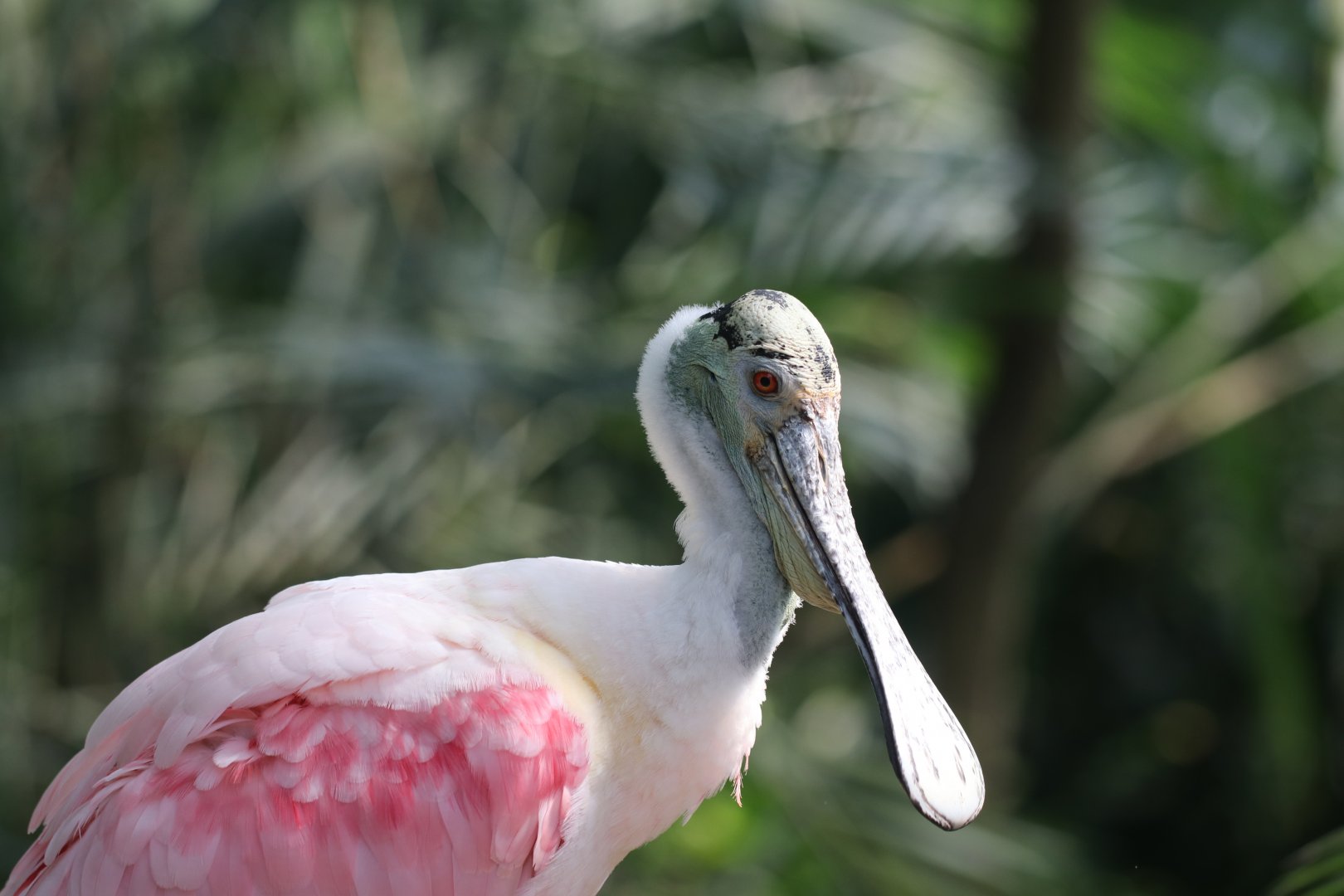 Roseate spoonbill