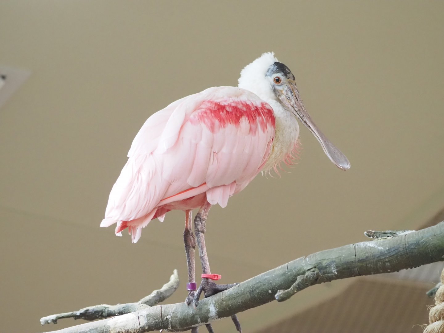 Roseate spoonbill
