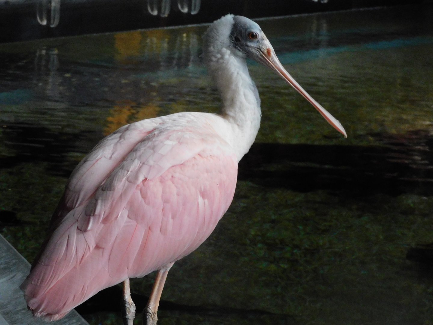roseate spoonbill