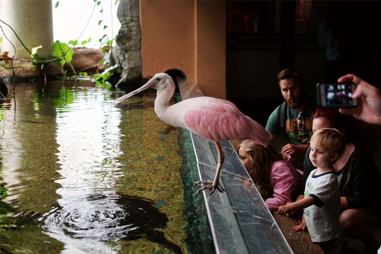 Roseate Spoonbill
