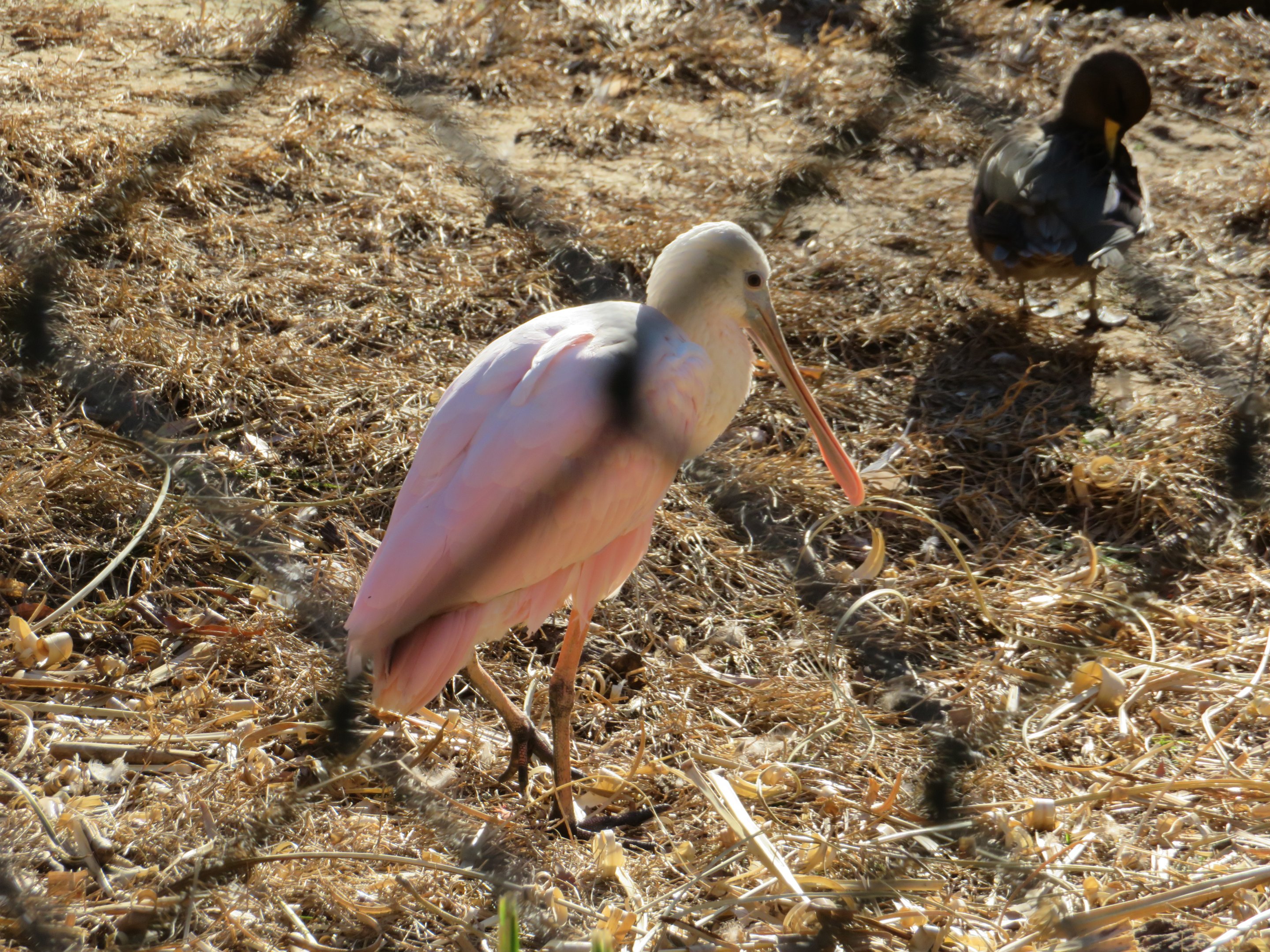 Roseate Spoonbill