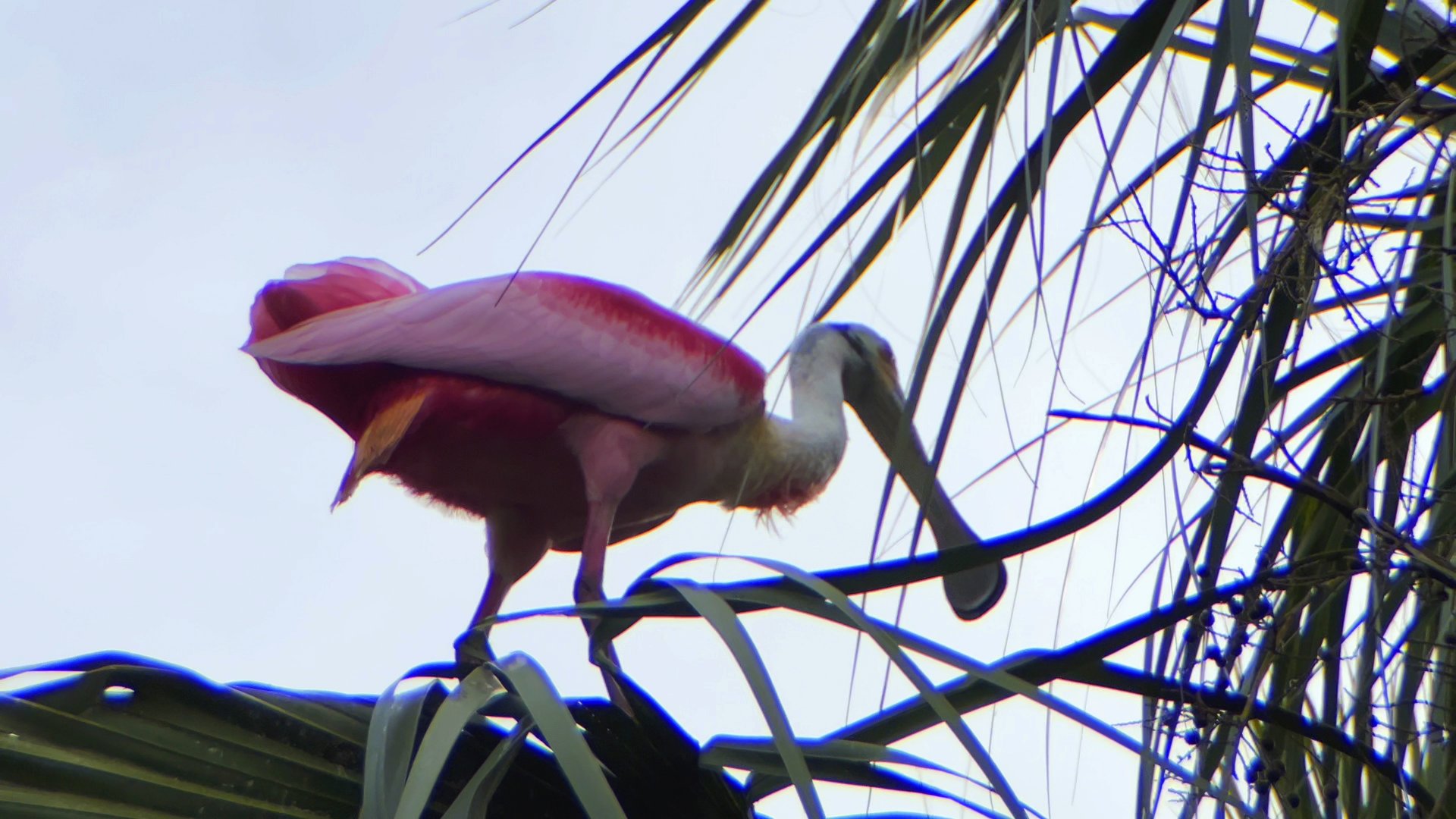 Roseate Spoonbill
