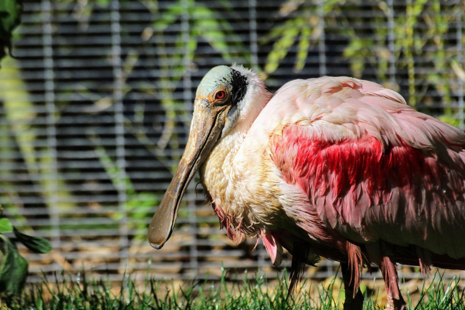 Roseate Spoonbill