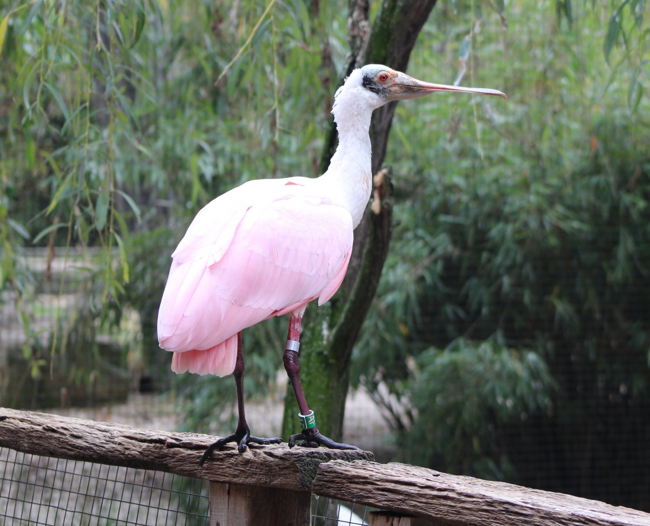 Roseate spoonbill