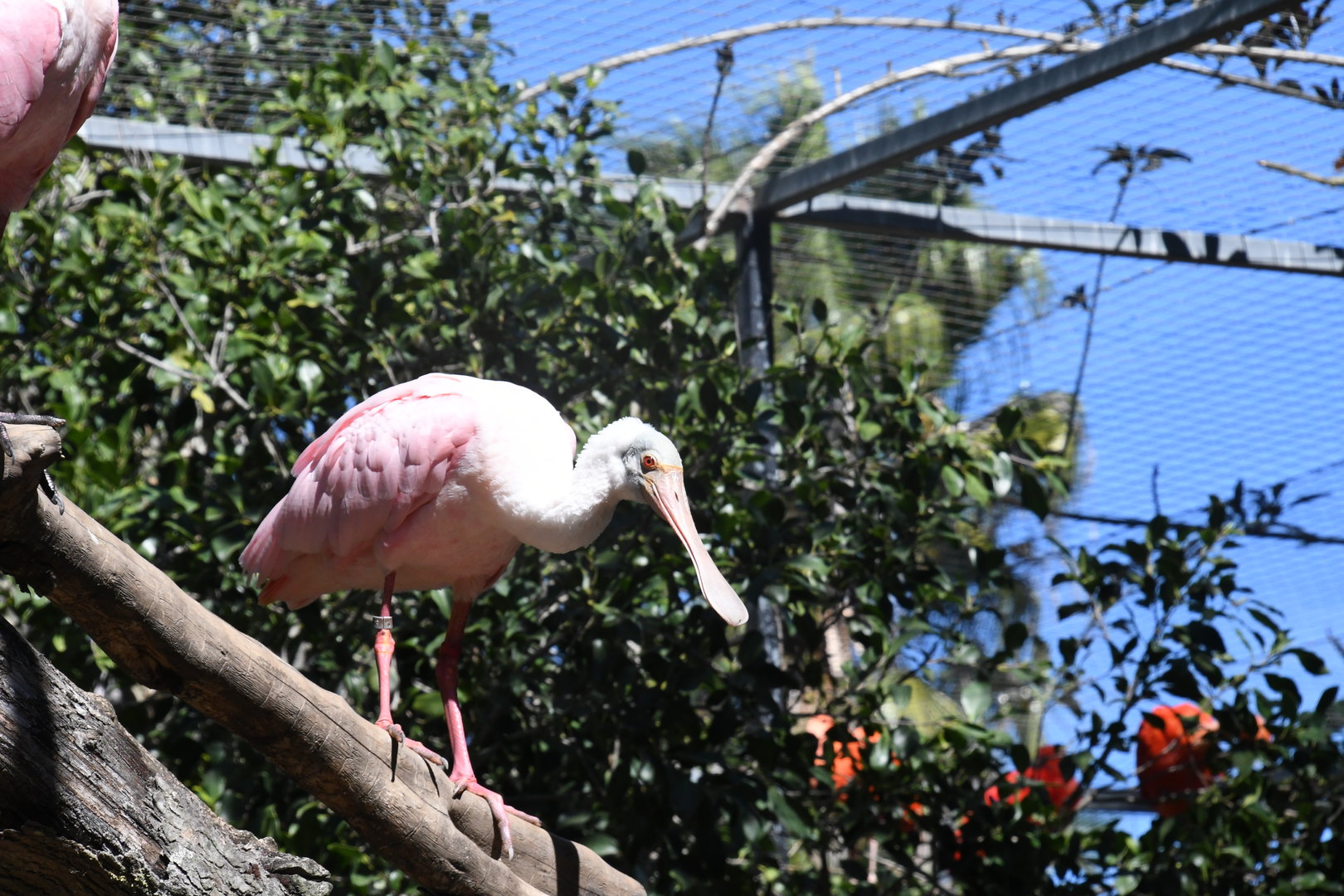 Roseate Spoonbill