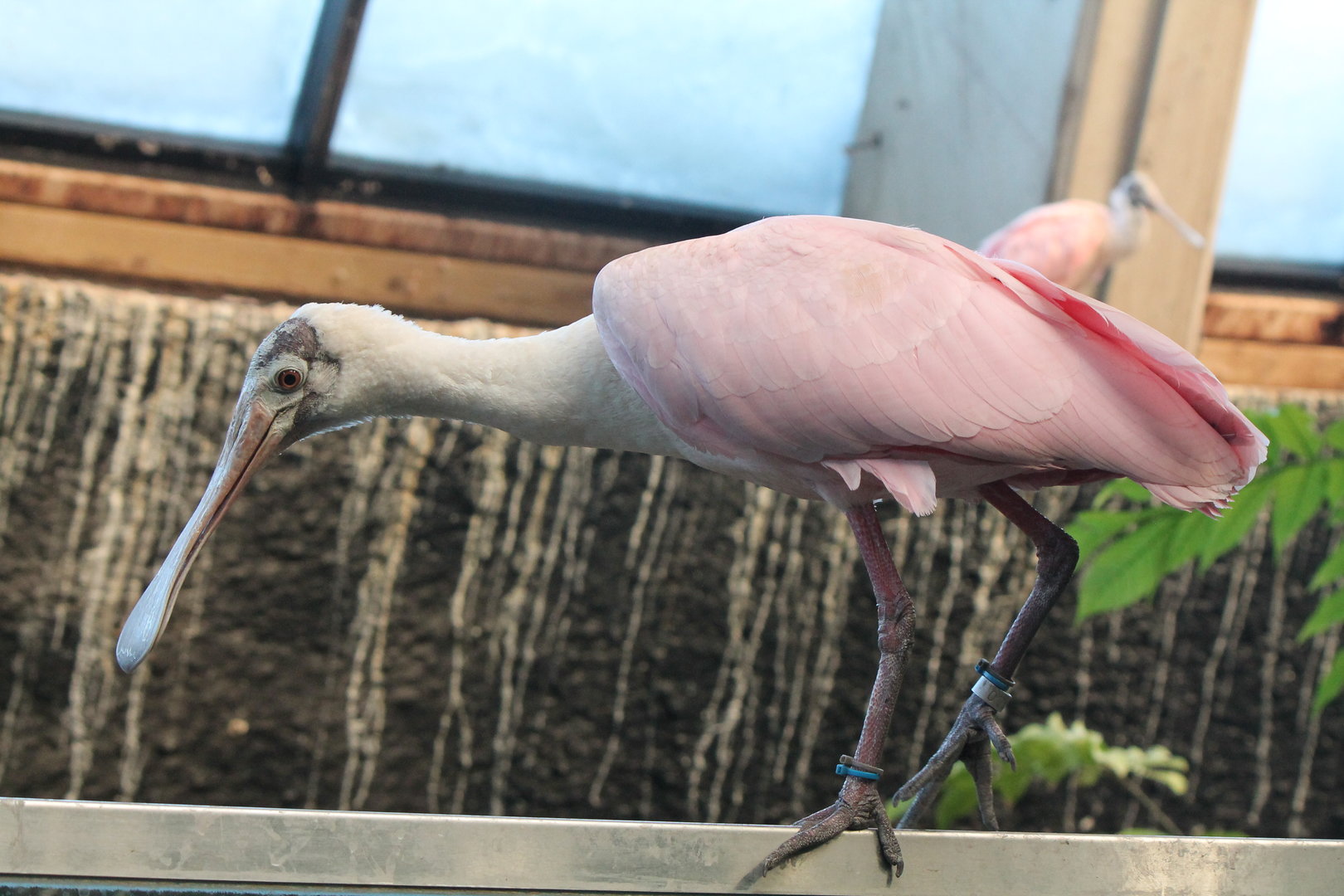Roseate Spoonbill